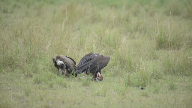 Two Vultures Sharing A Carcass