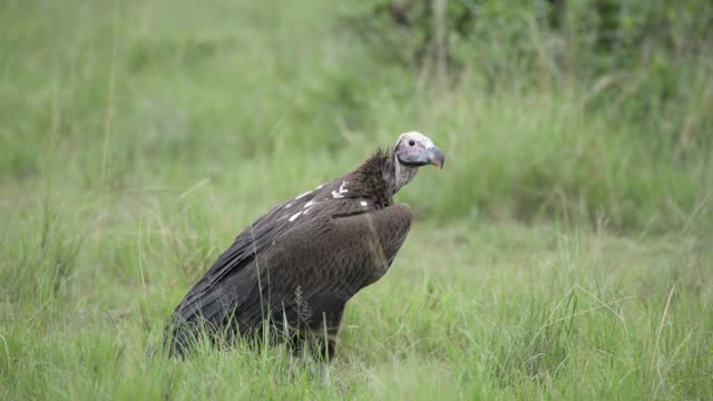 Lappet Faced Vulture Standing Grass