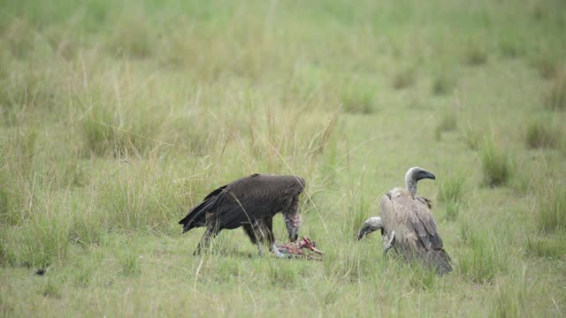 Vulture Feeding While Another Waits