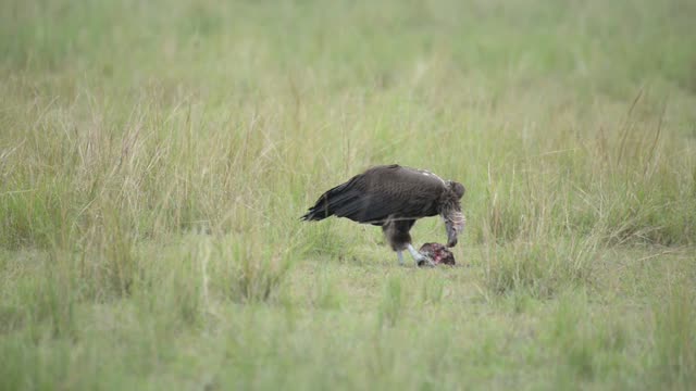 Vulture Bent Over Small Carcass