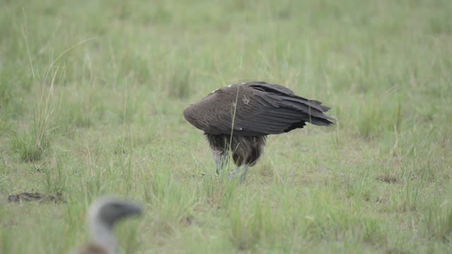 Vulture Spreading Wings In Grass
