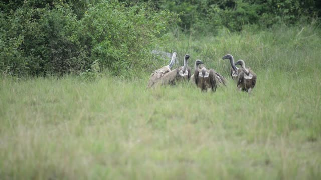 Vulture Group Walking From Bush