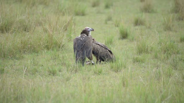 Pair Of Vultures On Green Plain