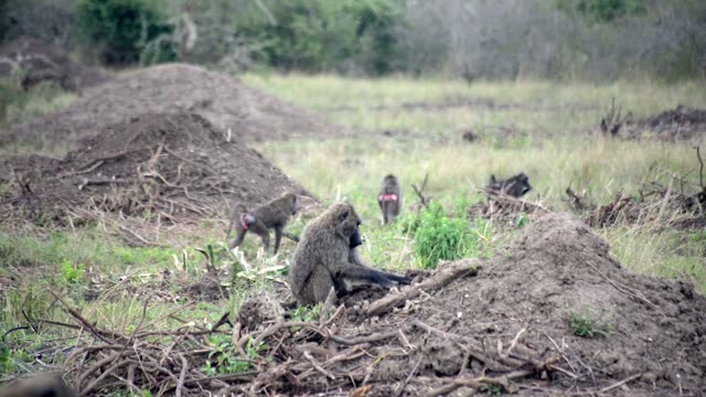 Baboon Troop Foraging Dug Earth