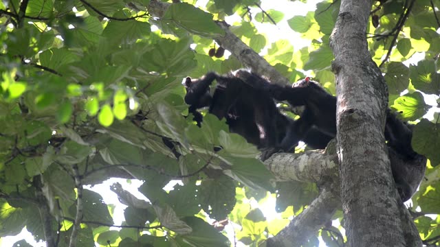Chimpanzee Sitting In Forest