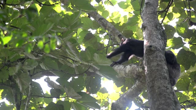 Chimps Grooming Each Other
