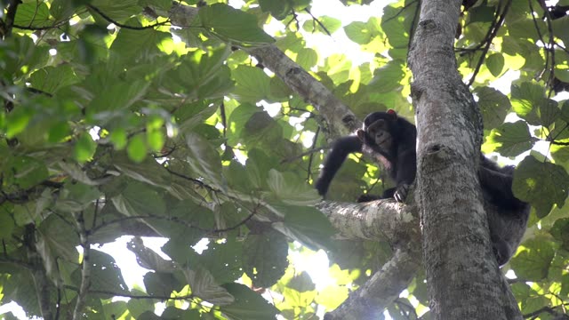 Chimpanzee Sitting In Forest