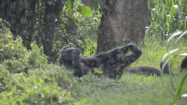Chimpanzee Sitting In Forest