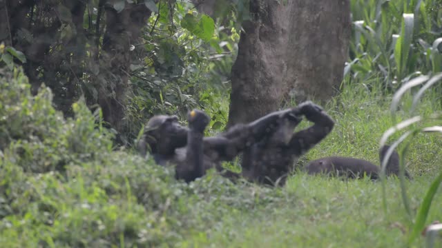 Chimps Grooming Each Other