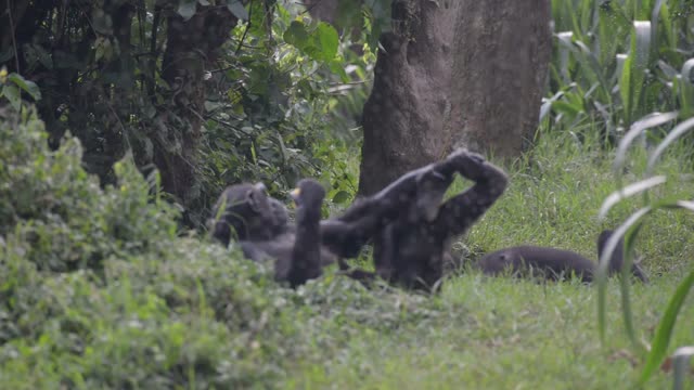 Chimpanzee Sitting In Forest