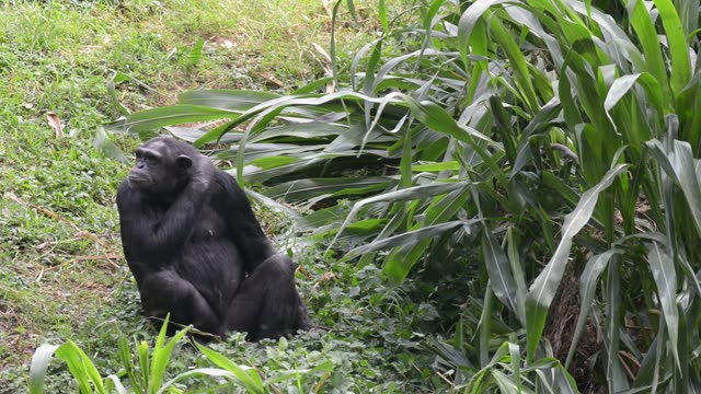 Chimps Grooming Each Other