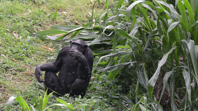 Chimpanzee Sitting In Forest