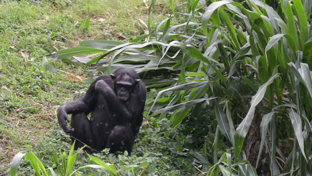 Chimps Grooming Each Other