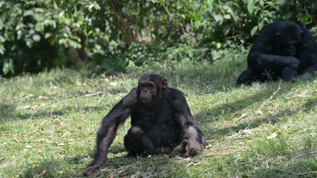 Chimps Grooming Each Other