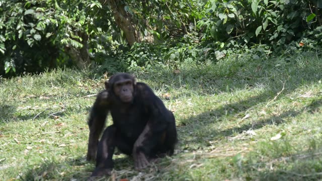 Chimpanzee Sitting In Forest