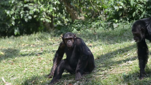 Chimps Grooming Each Other