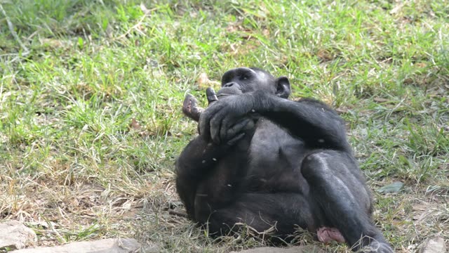 Chimpanzee Sitting In Forest
