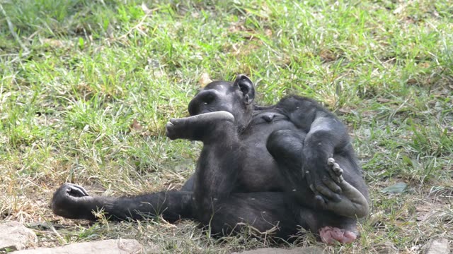 Chimps Grooming Each Other