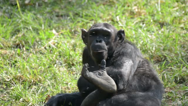 Chimpanzee Sitting In Forest