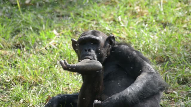 Chimps Grooming Each Other
