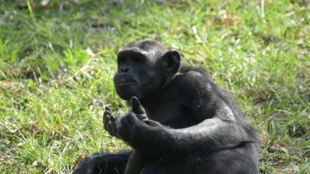 Chimpanzee Sitting In Forest