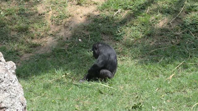 Chimpanzee Sitting In Forest