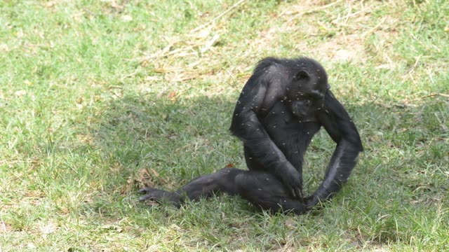 Chimpanzee Sitting In Forest