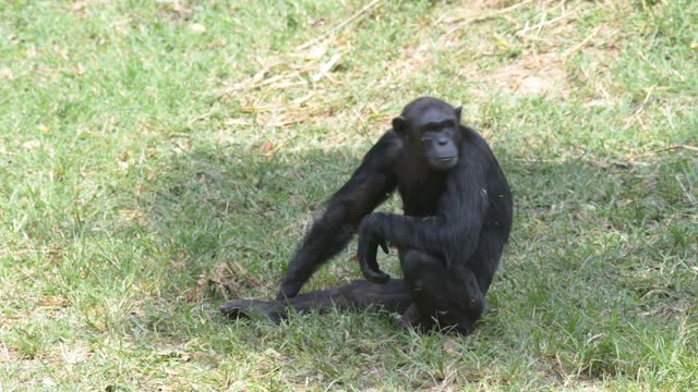 Chimps Grooming Each Other