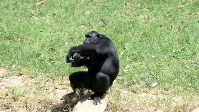 Chimpanzee Sitting In Forest