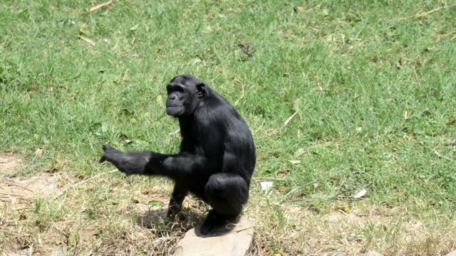 Chimps Grooming Each Other
