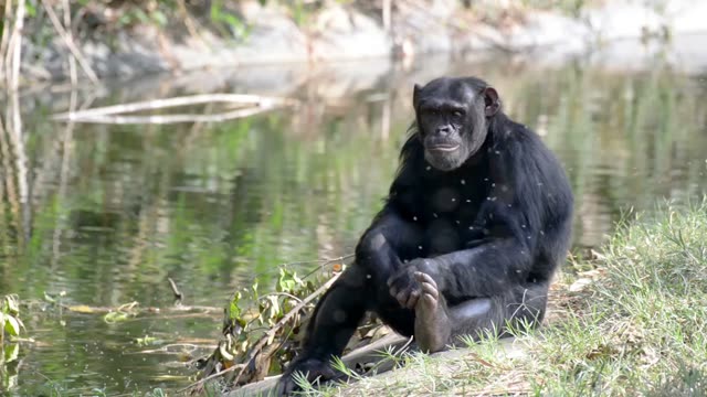 Chimpanzee Resting By Water