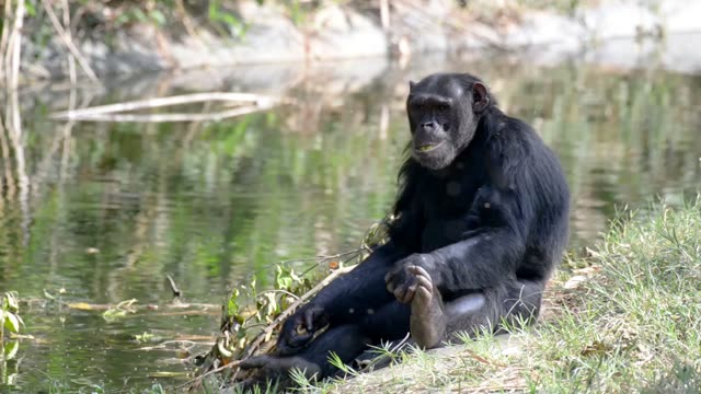 Chimpanzee Resting By Water