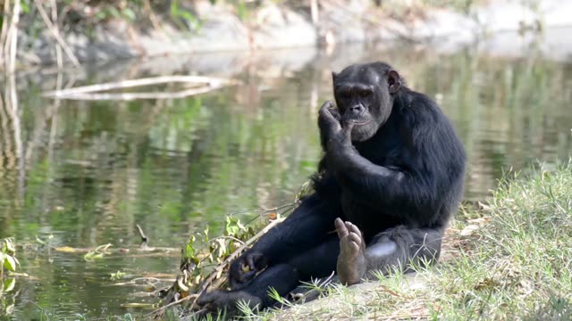 Chimpanzee Resting By Water