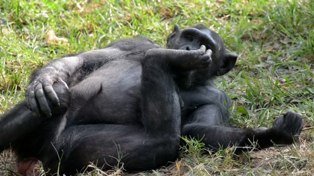 Chimpanzee Resting By Water