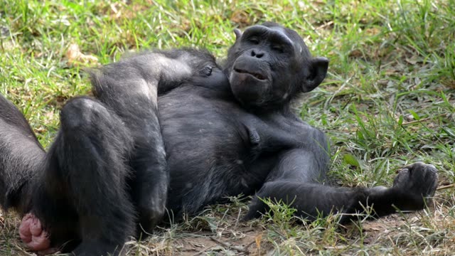 Chimpanzee Resting By Water