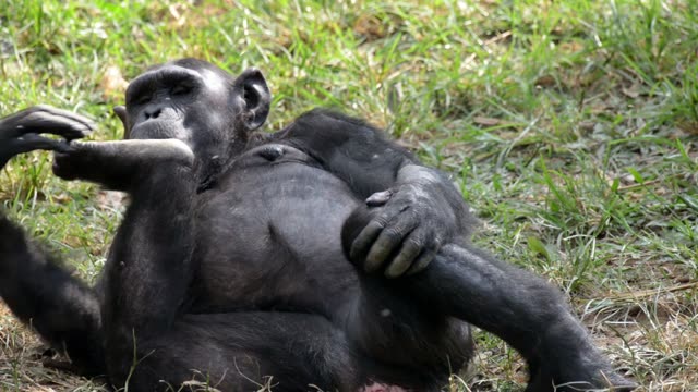 Chimpanzee Resting By Water