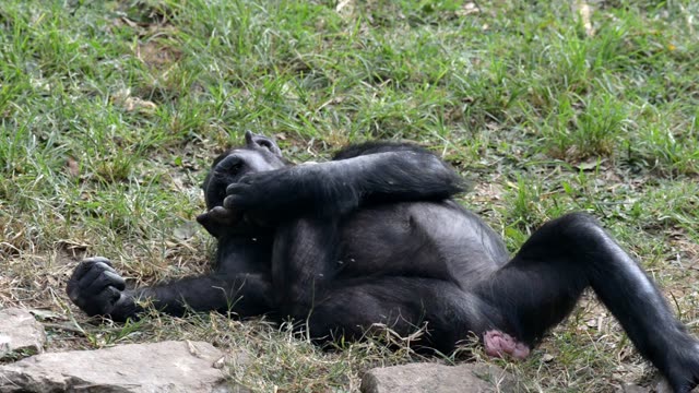 Chimpanzee Resting By Water
