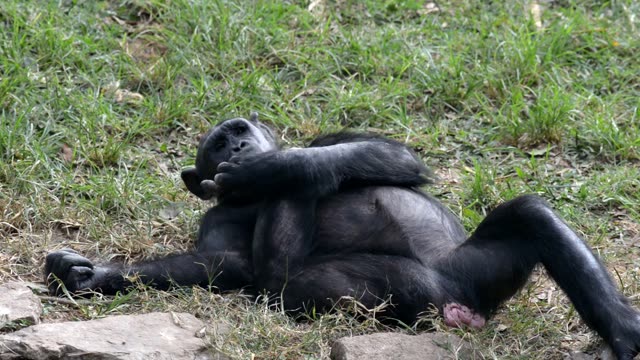 Chimpanzee Resting By Water