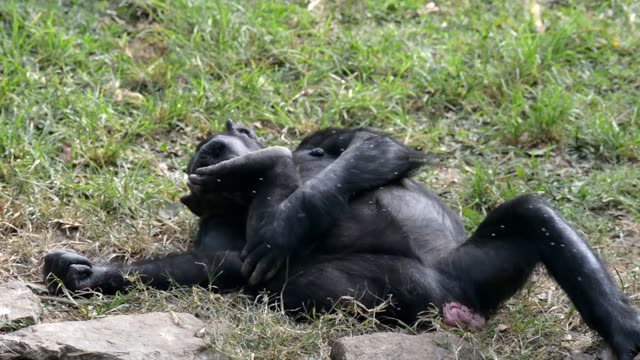 Chimpanzee Resting By Water