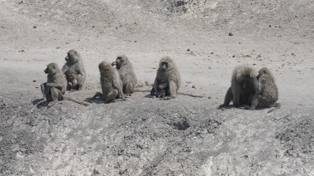 Baboon Troop On Sandy Ground