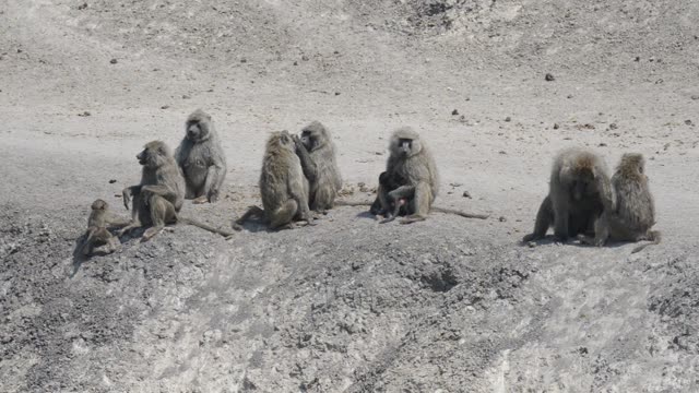 Baboon Troop On Sandy Ground