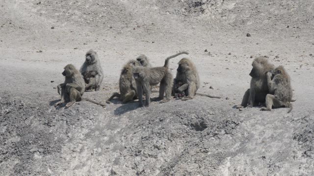 Baboon Troop On Sandy Ground