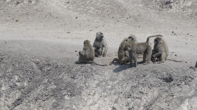 Baboon Troop On Sandy Ground