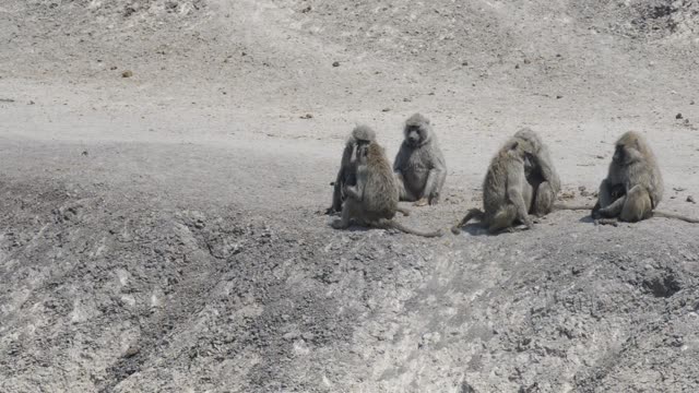Baboon Troop On Sandy Ground