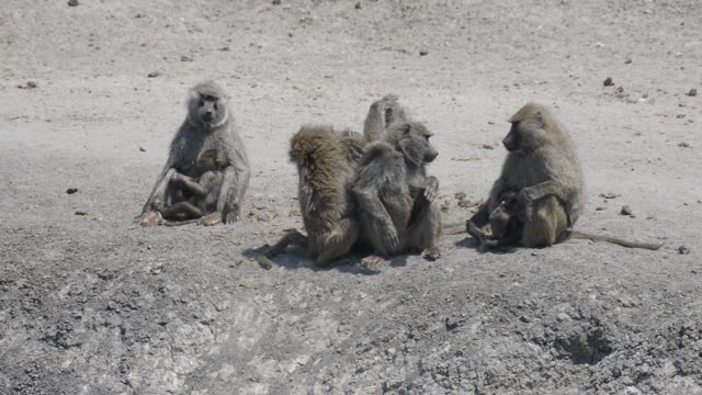 Baboon Troop On Sandy Ground
