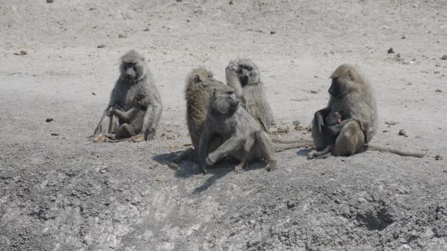 Baboon Troop On Sandy Ground