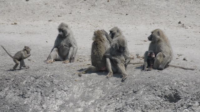 Baboon Troop On Sandy Ground