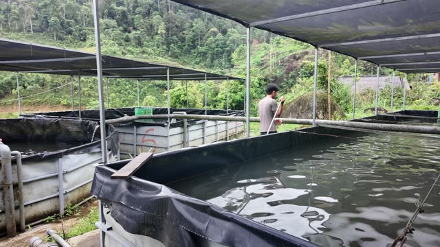 Sturgeon Fish Farm On Hillside