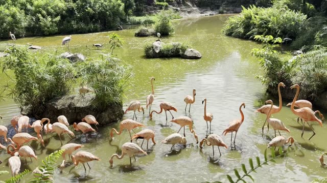 Flamingos Wading In Shallow Water