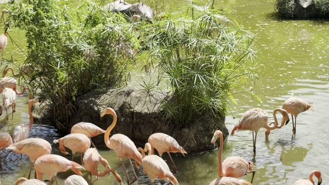 Flamingos Wading In Shallow Water
